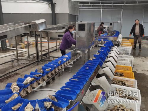 宁波人自己的专业生蚝清洗加工厂 人事劳动代理服务助力产业升级